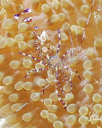 This image of a Spotted Cleaner Shrimp was taken in Cozum... by Steven Anderson 